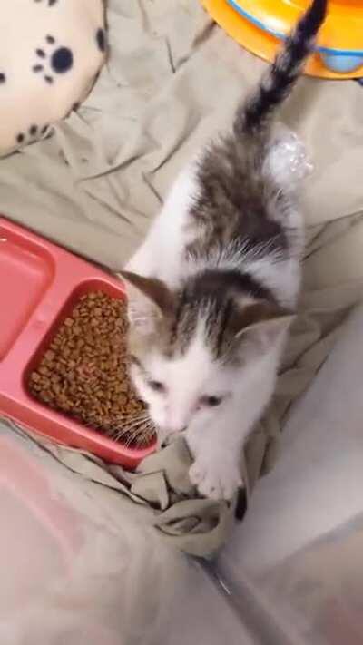 Foster rescue demands to be released