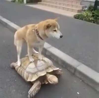 Onward, noble steed!