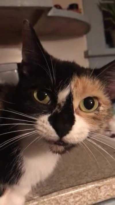 This is my cat newt. She does this repeatedly until you pet her