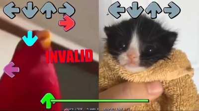 Red birb vs kitten (madness)