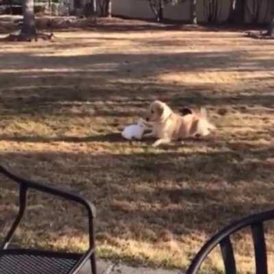 Dog and Rabbit having a great play
