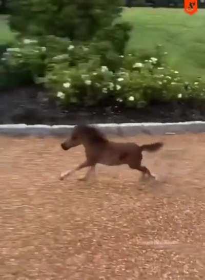 Son, this horse has an honorary degree from Notre Dame