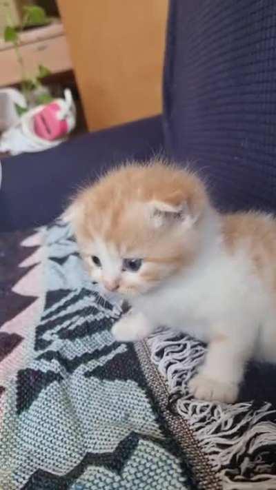 Smol scottish fold gets his engine started