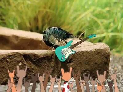 One of my shrimp playing guitar 🤘