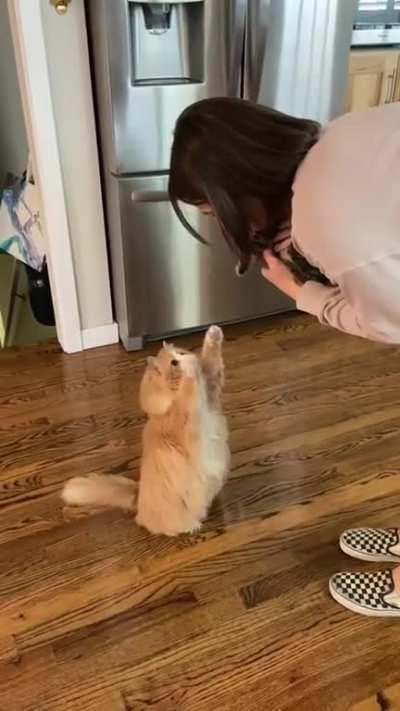 Cat.