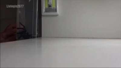 The art of catching a spider