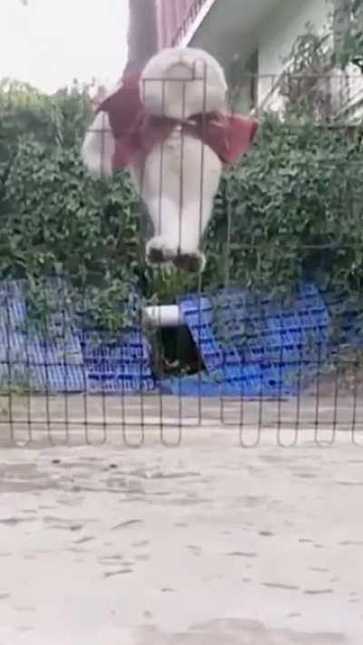 To jump over the gate