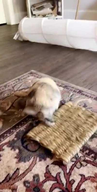 Mittens got new toys and she is very excited!!