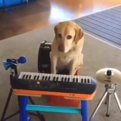 no way!! dog plays death metal!1?