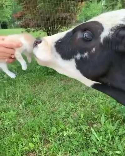 The moment you'll have been waiting for