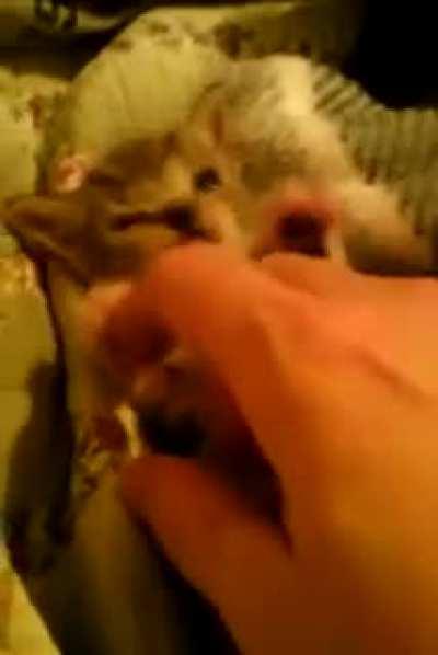 Squeaky Kitten