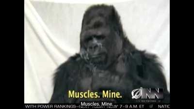 Scientists Successfully Teach Gorilla That Someday It Will Die….WHY??