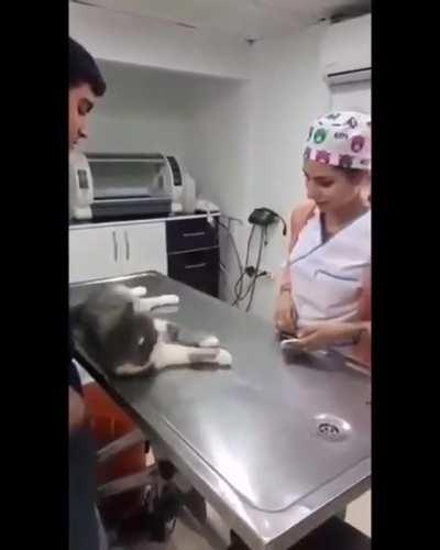 Please, They are such a good Kitty..