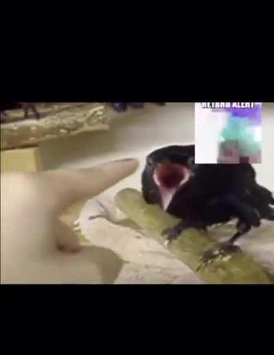 shid bot more like penis bot