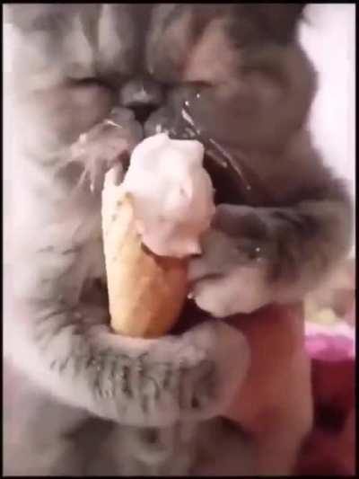yum num num numm 😻😻🐱🍦