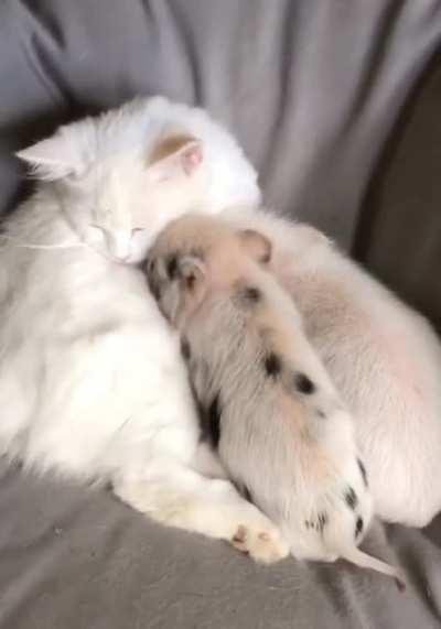 Cat 💕 Piglets