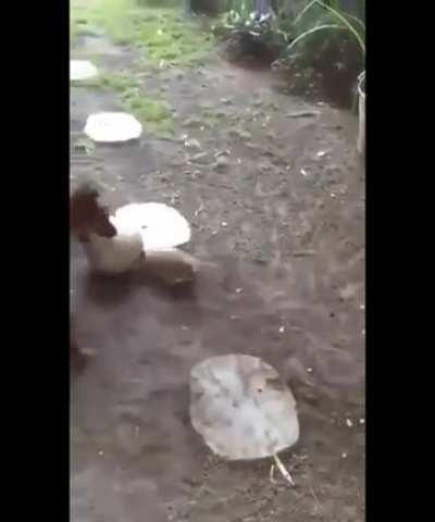 A 1v1 against your friend who just started playing Rocket League.