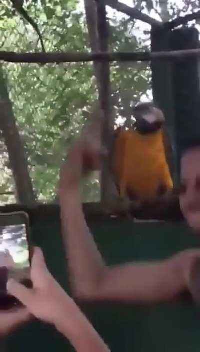 Party Parrot