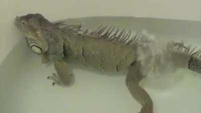 Iguana Fart