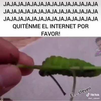 oruga peru oruga peru