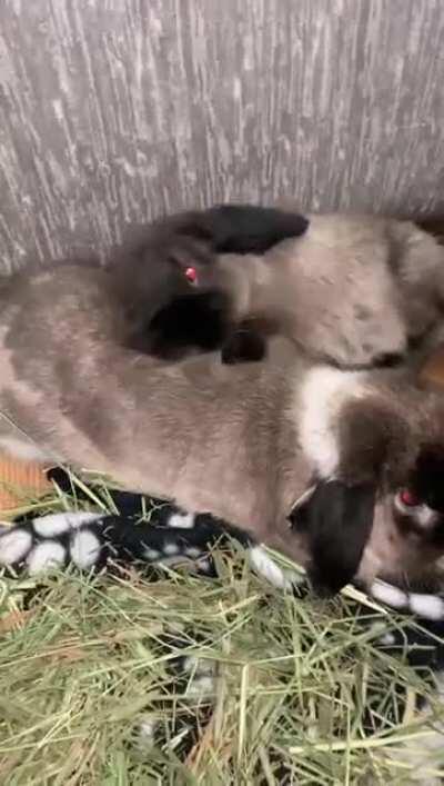 Aggie making use of her new pillow