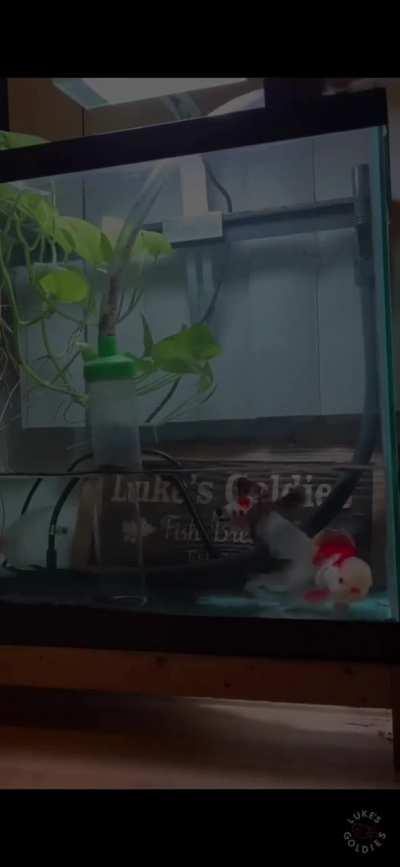 Mr. French Fry gets attacked by the hose