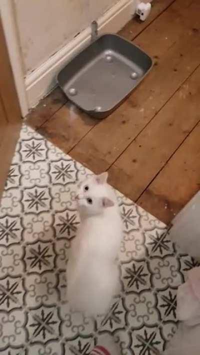 Never knew cats could make this much noise until I adopted this shouty boy. His brother gets involved now too!