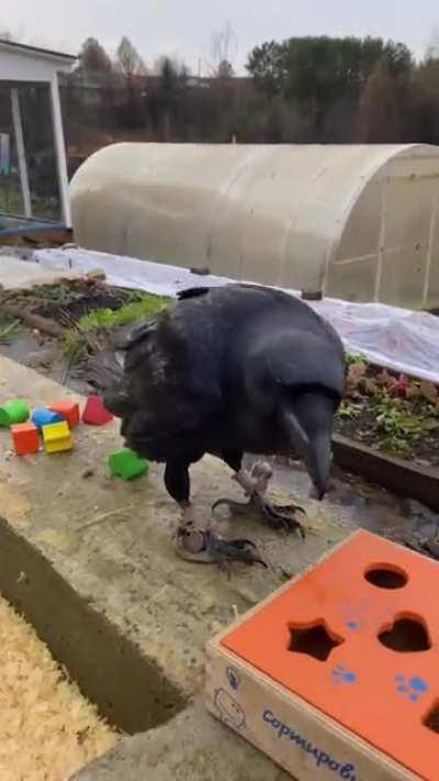 The bird gets mad cause it could solve the puzzle