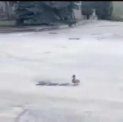 that last duckling tho~