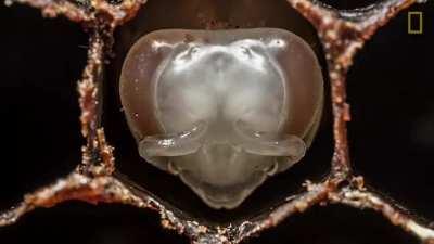 Amazing Time-lapse of Bees Hatching