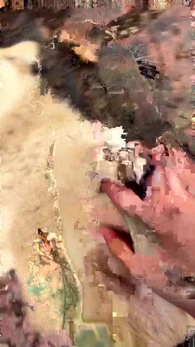 Puppy shiba belly rubs