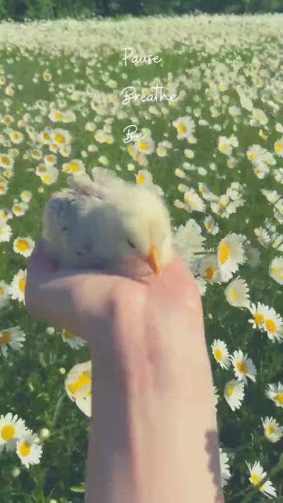 Nature's embrace: where cuteness meets calmness...