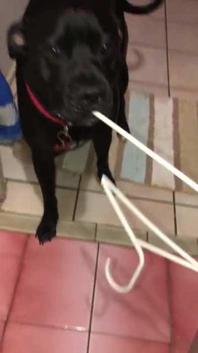 Tell me why He has all the toys in the world and chooses a Coathanger. 😝