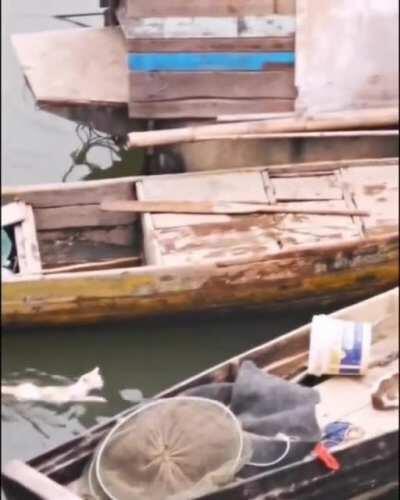 professional swimmer