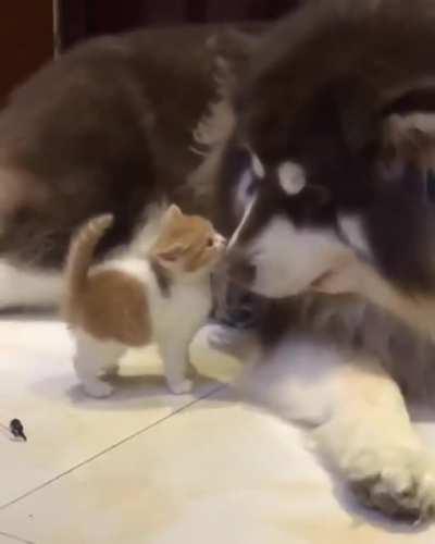 Brute attempts fratricide; becomes reformed vegan.