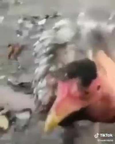 So acompanho o tiquitoqui do gurilalol se for com esse tipo de conteúdo