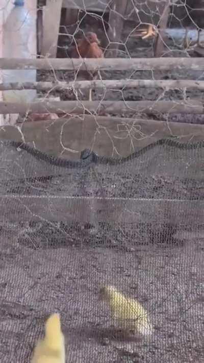 they figured out how to escape