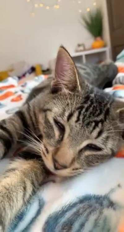 sleepy squash just wants scritches 🧡