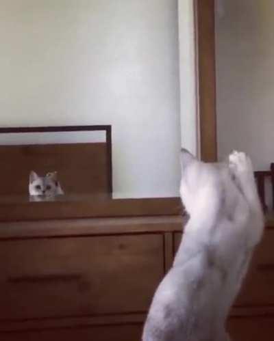 Cat discovers her own ears and passes mirror test
