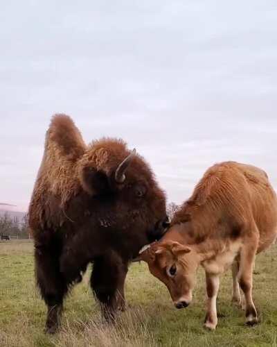 Even if she isn't their biological mother, Helen sees herself as a mother to all the other residents at Lighthouse Farm Sanctuary