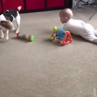 Dog teaches baby how to crawl