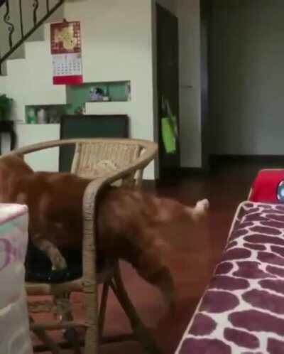 Все потому что кто то слишком много ест©