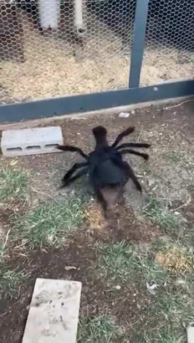 Chicken wearing spider costume