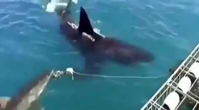 Size difference between 3m great white shark and 5m great white shark