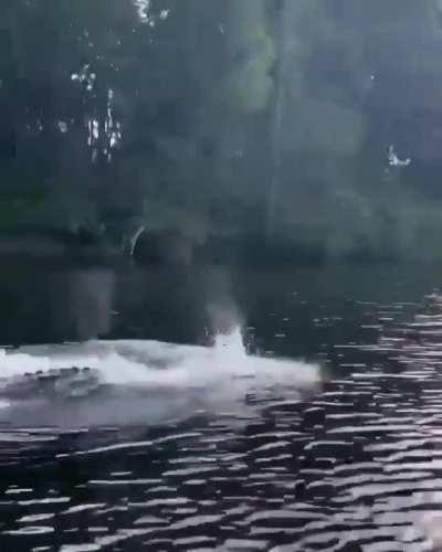 🔥 Crocodiles can swim much faster than you think