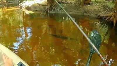 I tried catching a big gar that was sitting next to my kayak when a bass came out of nowhere to eat my lure!
