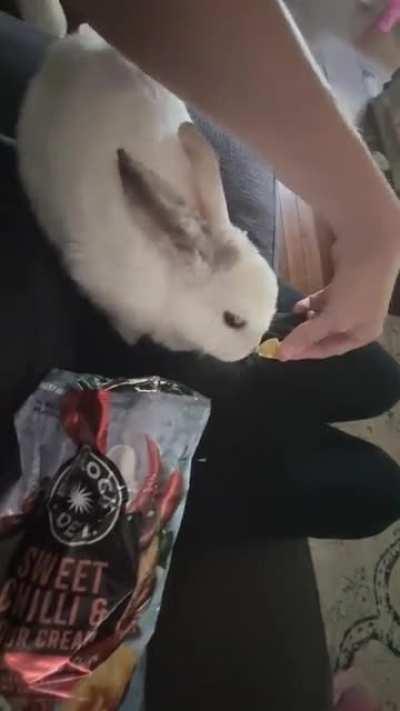 Kiowa has 6 little kits who are only a week old. Feeding those bubbas leaves her constantly hungry and snacking. So now she's decided my spicey sweet chilli crisps are the perfect snack! Lol