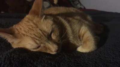 Just some gentle cat purring, soothing as always. 😴