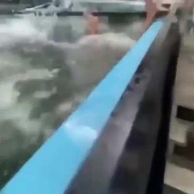 Dumb nigga gets knocked out by fish