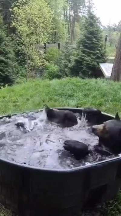Bear Spa Open Business